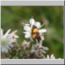 Pammene aurana - Baerenklauwickler 01.jpg